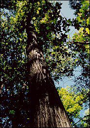 Juglans cinerea